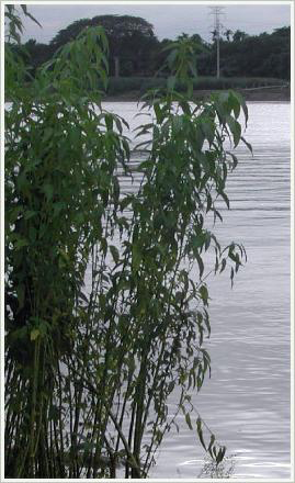 Fiber Crops Next to Lake